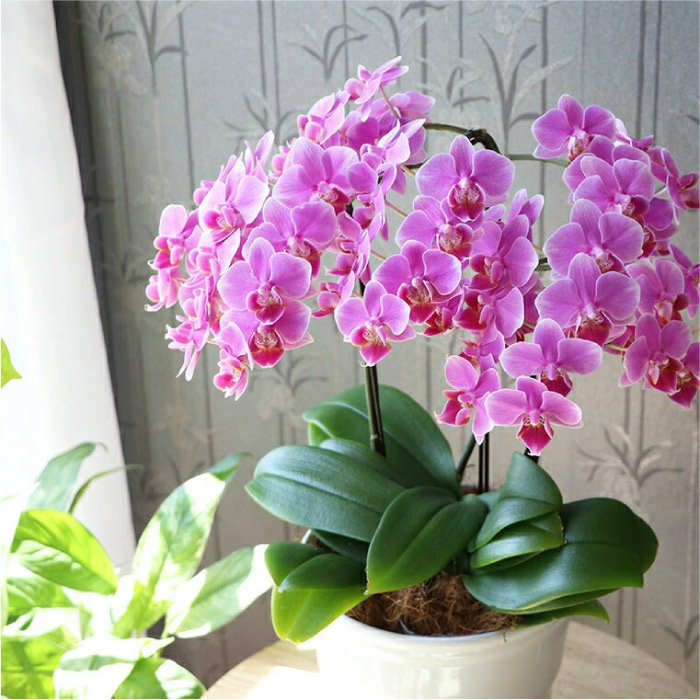 『椎名洋ラン園の選べるミディ胡蝶蘭5.5号