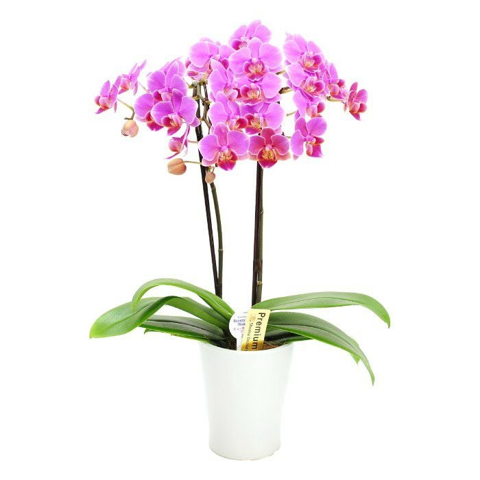 『椎名洋ラン園の選べるミディ胡蝶蘭』鉢植え