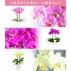 『椎名洋ラン園の選べるミディ胡蝶蘭』鉢植え