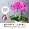 『椎名洋ラン園の選べるミディ胡蝶蘭』鉢植え