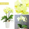 『椎名洋ラン園の選べるミディ胡蝶蘭』鉢植え