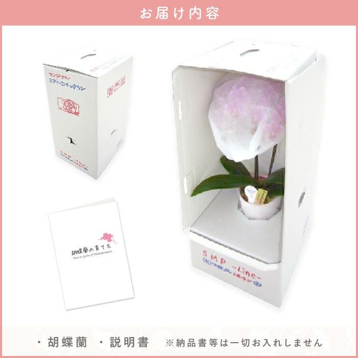 『椎名洋ラン園の選べるミディ胡蝶蘭』鉢植え