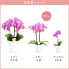 『椎名洋ラン園の選べるミディ胡蝶蘭』鉢植え