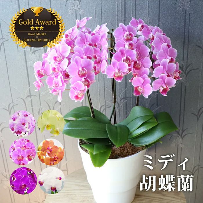 椎名洋ラン園の選べるミディ胡蝶蘭5.5号』 鉢植え｜FLEGREforBusiness