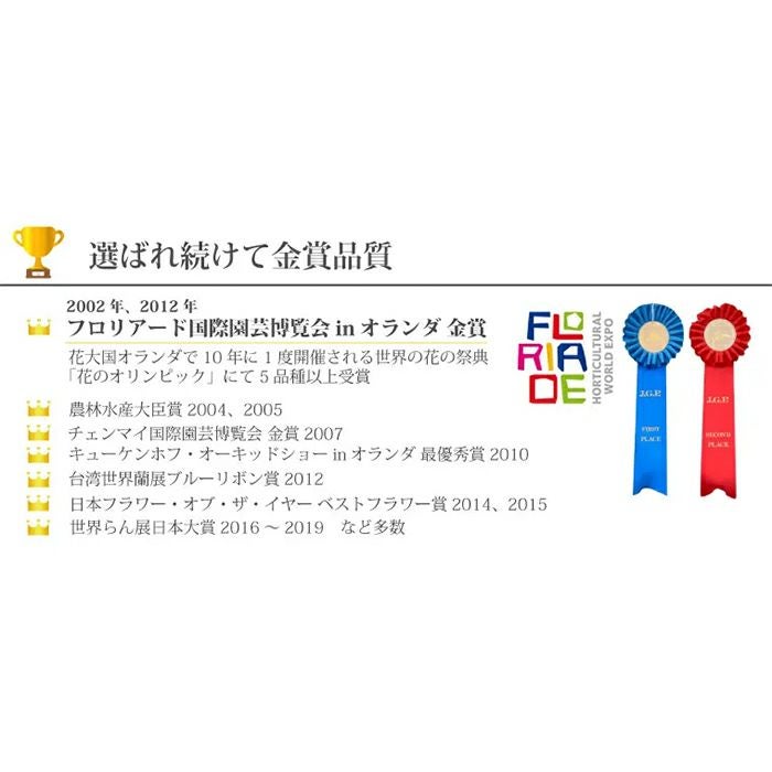 椎名洋ラン園の選べるミディ胡蝶蘭5.5号