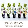 お供えプリザーブドフラワー　ゆうか