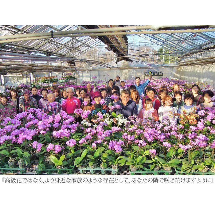 『椎名洋ラン園の選べるマイクロ胡蝶蘭』鉢植え