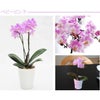 『椎名洋ラン園の選べるマイクロ胡蝶蘭』鉢植え