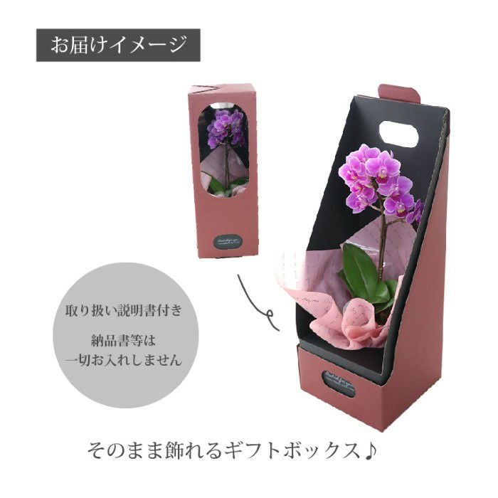 『椎名洋ラン園の選べるマイクロ胡蝶蘭』鉢植え