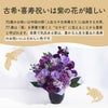 長寿祝いアレンジ　紫